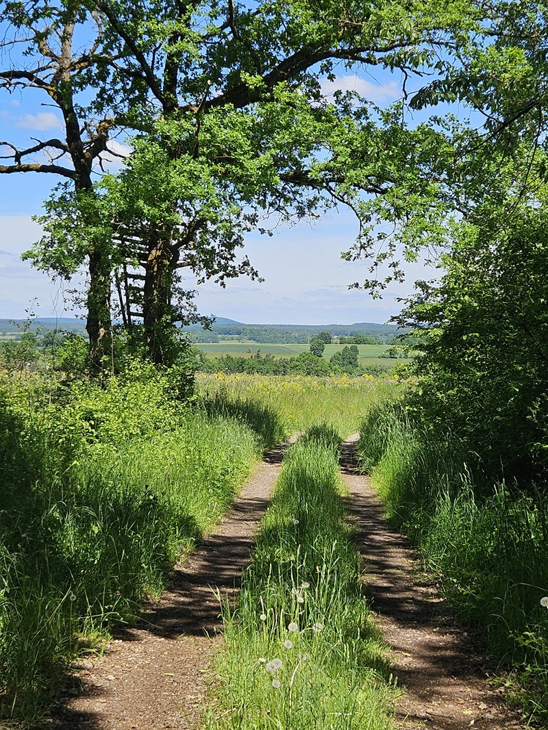 Ein unbefestigter Weg führt durch hohes, sattgrünes Gras und wird von zwei großen Laubbäumen gesäumt, deren Äste sich oben berühren. Im Hintergrund erstreckt sich eine weite, leicht hügelige Landschaft mit Feldern und Wiesen unter einem blauen Himmel mit wenigen Wolken. Das Sonnenlicht wirft deutliche Schatten der Bäume auf den Weg.