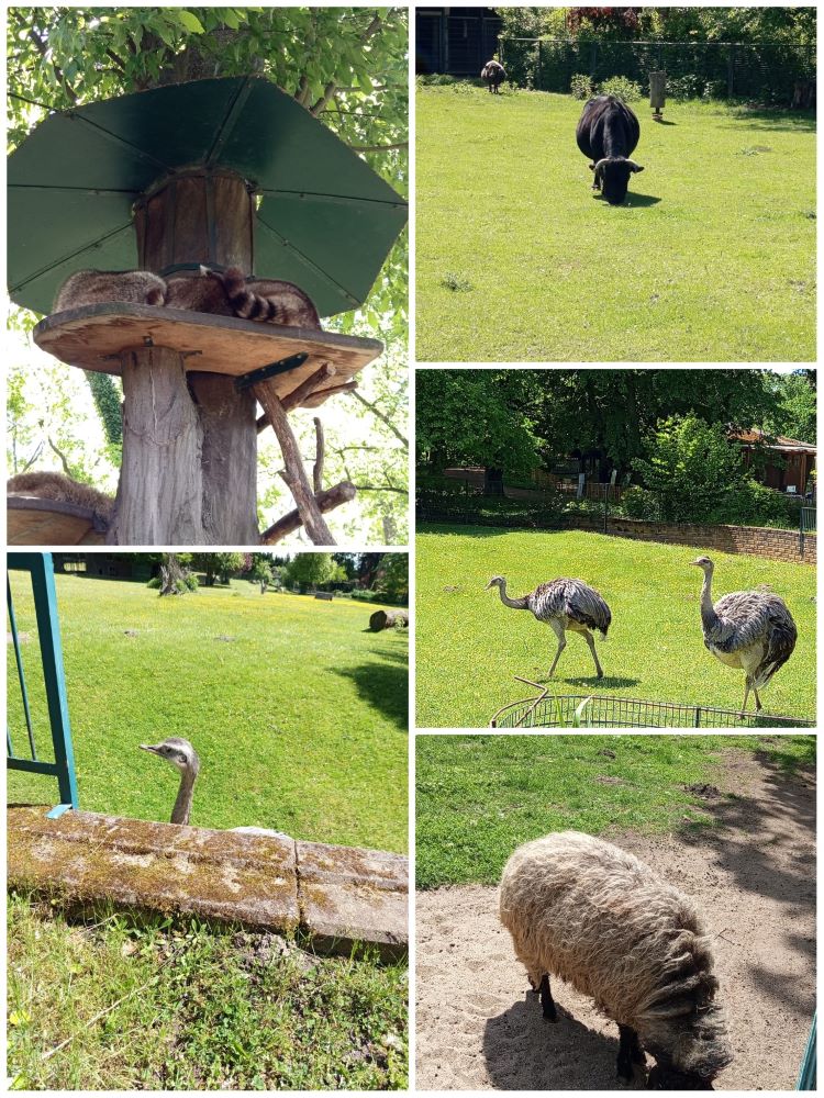 Collage aus fünf Fotos: Oben links sitzen zwei Waschbären auf einer Holzplattform unter einem grünen Dach. Oben rechts grast ein schwarzer Bulle auf einer Wiese. In der Mitte links schaut ein Emu über eine Mauer. In der Mitte rechts gehen zwei Emus über eine Wiese. Unten rechts steht ein Tier mit dichtem zotteligen Fell auf einem Sandboden und hält seinen Kopf nach unten.