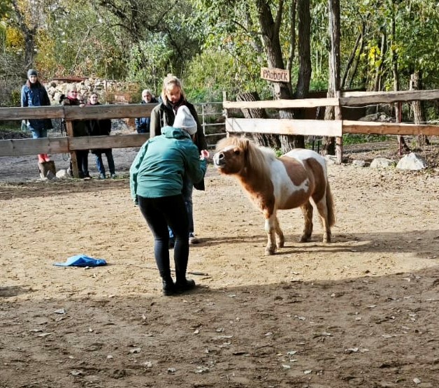 Auf einem Paddock steht ein braun-weißes Mini-Pony; eine Person in grüner Jacke hockt sich davor und füttert es, eine weitere beobachtet, Zuschauende hinter dem Zaun.
