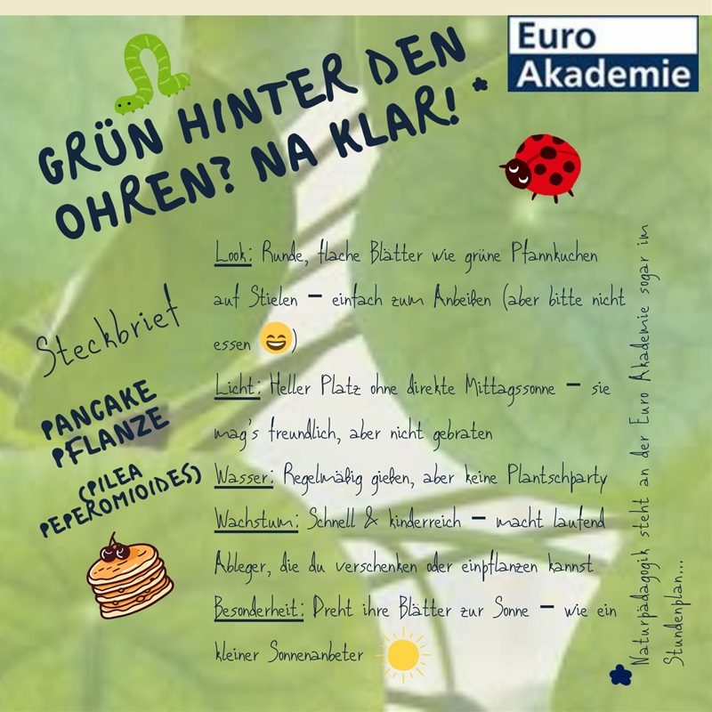 Schön gestalteter, grüner Infomationsflyer und Anleitung für eine Pancake-Pflanze, im Rahmen des Ausbildungsinhaltes Naturpädagogik an der Euro Akademie.