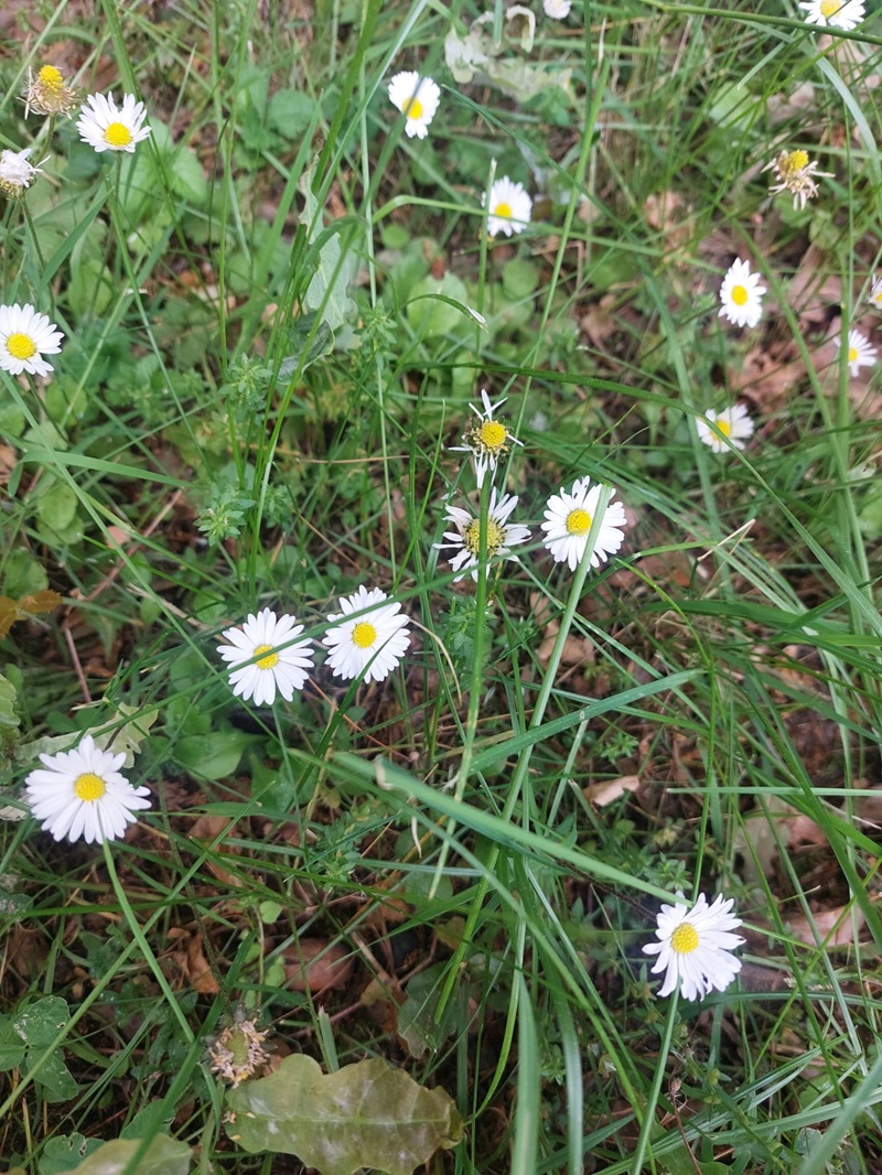 Mehrere weiß-gelbe Gänseblümchen wachsen zwischen grünem Gras und verschiedenen Wildpflanzen. Die Blüten sind geöffnet und gleichmäßig verteilt. Der Boden ist stellenweise mit braunen Blättern bedeckt.