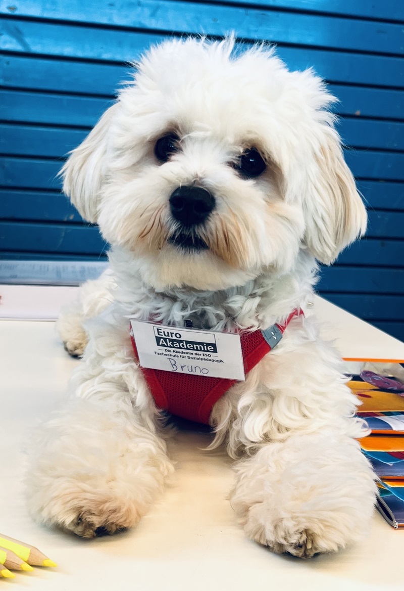 Ein kleiner, weißer Hund mit lockigem Fell liegt auf einem Tisch. Der Hund trägt ein rotes Geschirr mit einem Namensschild, auf dem deutlich lesbar 'Euro Akademie' und 'Bruno' steht. Im Vordergrund liegen einige bunte Stifte. Der Hintergrund besteht aus blauen, horizontalen Holzlatten.