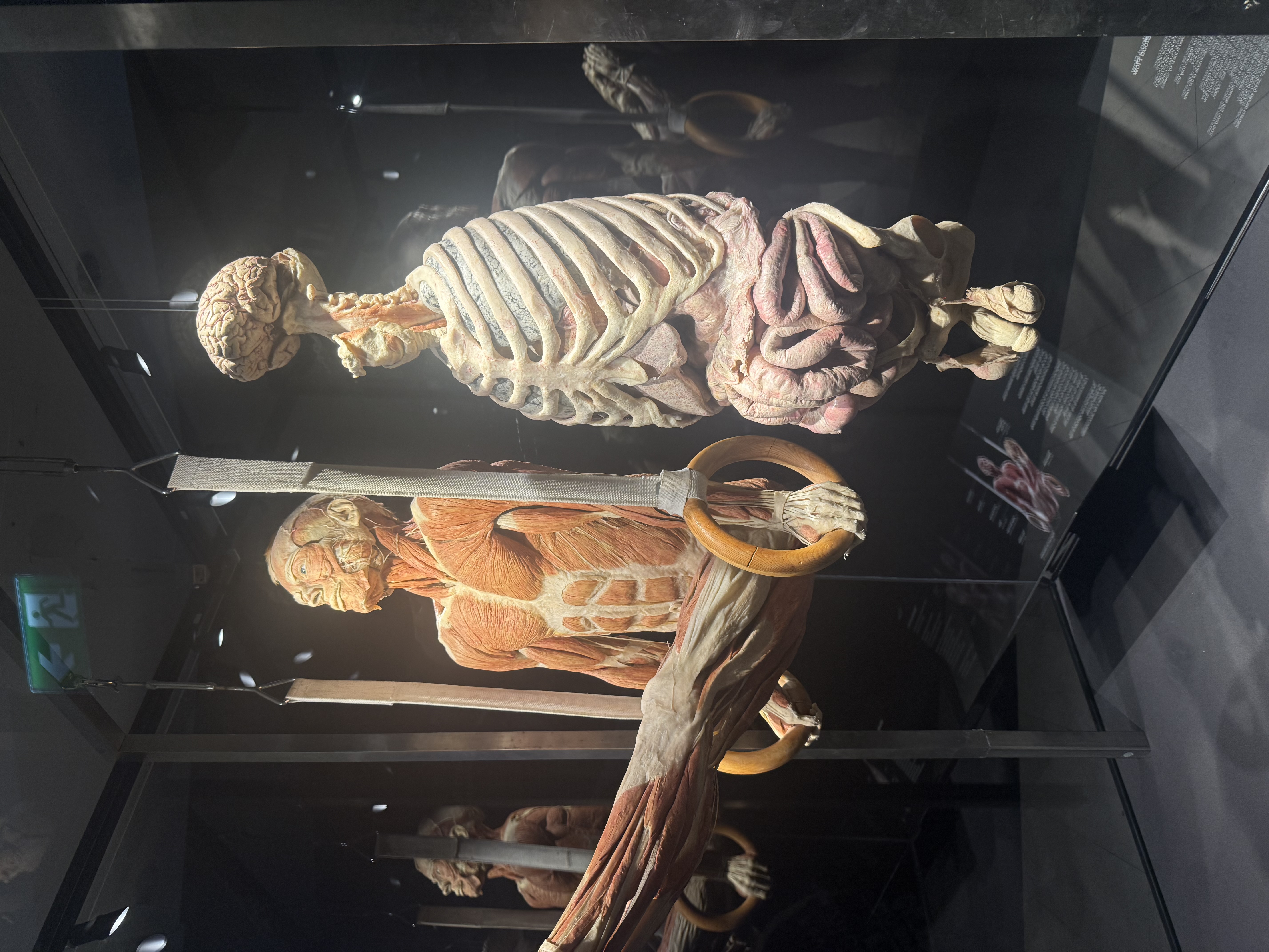 Zwei plastinierte Körper in einer Glasvitrine: links ein muskulöser Oberkörper, der an Turnringen hängt, rechts ein Präparat mit sichtbarem Rippenkorb, Organen und Gehirn; beide Exponate veranschaulichen Anatomie und Bewegungsapparat.
