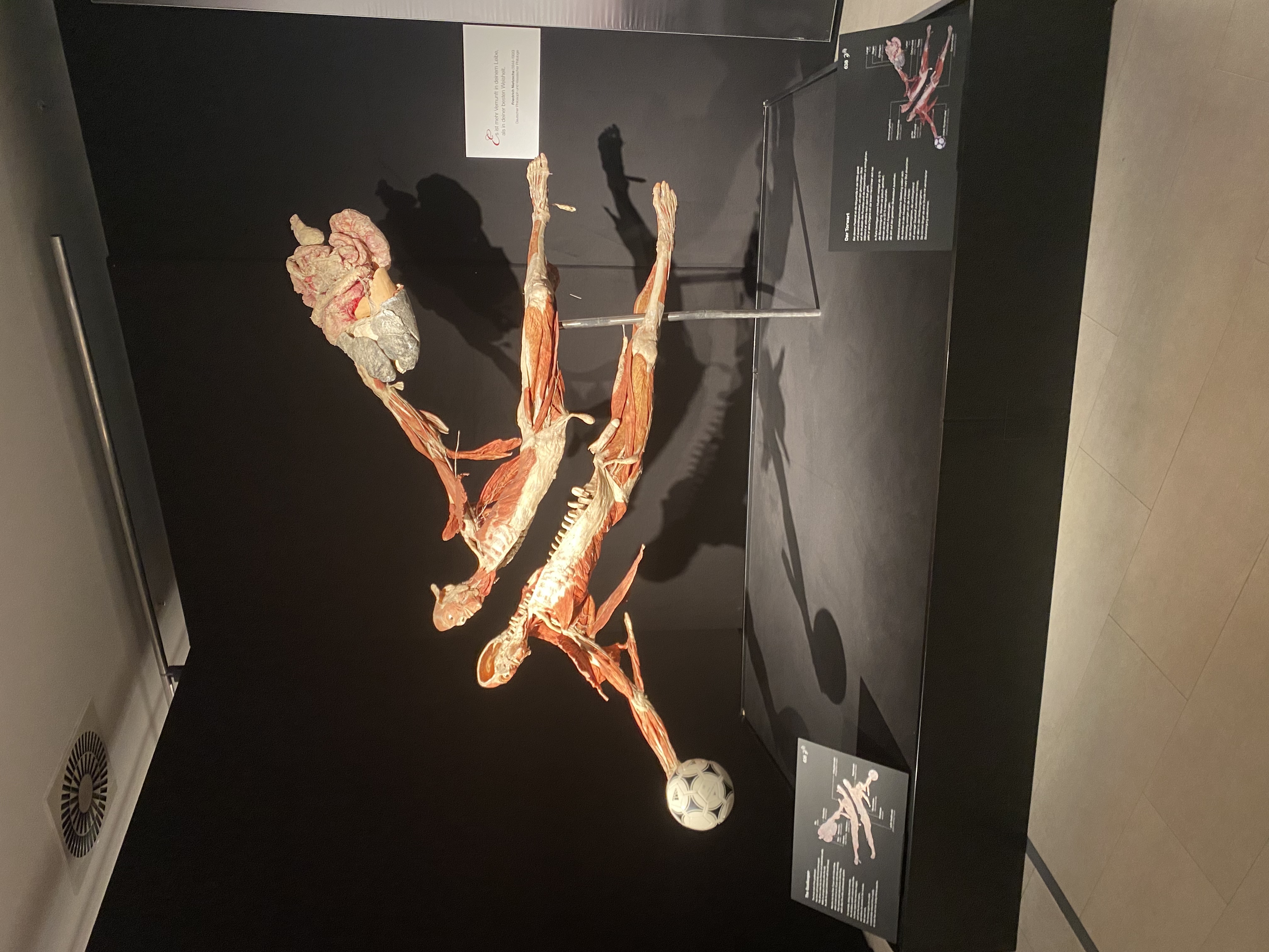Dynamische Darstellung zweier plastinierter Körper in einer Ausstellung – ein „Fußballer“ springt zum Ball, Muskeln und Skelett sind freigelegt, im Hintergrund ist ein weiteres Präparat mit Gehirn und Nervenbahnen zu sehen; Infotafeln erklären die gezeigten Strukturen.