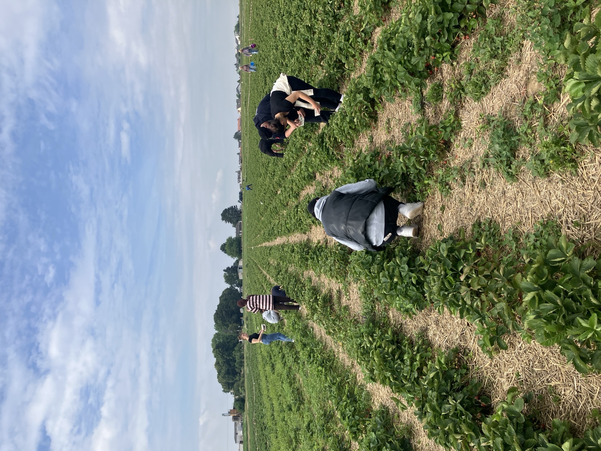 Mehrere junge Menschen pflücken auf einem großen Erdbeerfeld bei leicht bewölktem Himmel Erdbeeren und sammeln sie in Schalen.