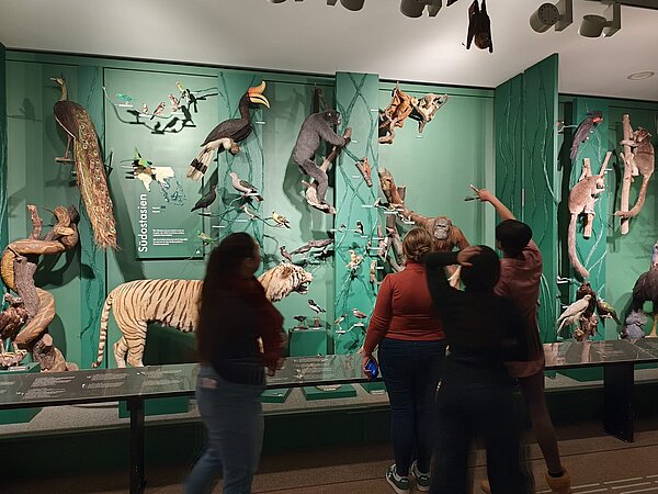 Praktische Übung zur Gesprächsführung: Ein Erfahrungsbericht aus dem Senckenberg Museum Eine Museumswand mit einem grünen Hintergrund zeigt eine Sammlung ausgestopfter Tiere aus Südostasien, darunter ein Tiger, ein Orang-Utan, ein Hornvogel und viele verschiedene Vögel. Besucher stehen davor, betrachten die Exponate und zeigen auf bestimmte Tiere.