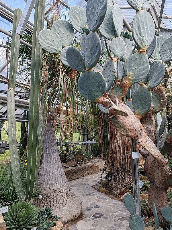 Exkursion in den Botanischen Garten Würzburg Eine Gruppe von großen, grünen Kaktuspflanzen in einem Gewächshaus mit einem gepflasterten Weg im Vordergrund.