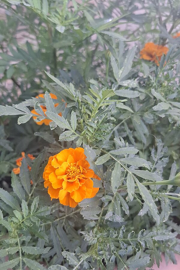 Nahaufnahme einer orangefarbenen Tagetesblüte zwischen dichtem grünem Blattwerk.