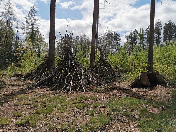 Wald- und Naturpädagogik