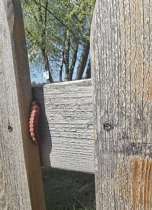 Eine sehr große, braune Raupe sitzt in der Ecke eines Holzzaunes in der Sonne. 