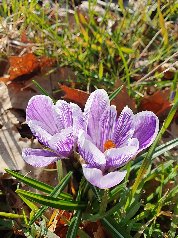 Exkursion in die Natur Ein violett-weiß gestreifter Krokus blüht in der Sonne zwischen Gras und Laub. Der Fokus liegt auf der Blüte, im Hintergrund ist der Waldboden verschwommen sichtbar.