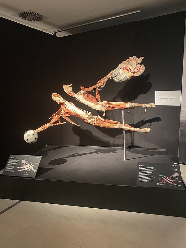 Dynamische Darstellung zweier plastinierter Körper in einer Ausstellung – ein „Fußballer“ springt zum Ball, Muskeln und Skelett sind freigelegt, im Hintergrund ist ein weiteres Präparat mit Gehirn und Nervenbahnen zu sehen; Infotafeln erklären die gezeigten Strukturen.