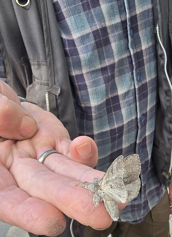 Ein Teilnehmender zeigt eine große Motte, die auf seinen Fingern sitzt, in die Kamera. 