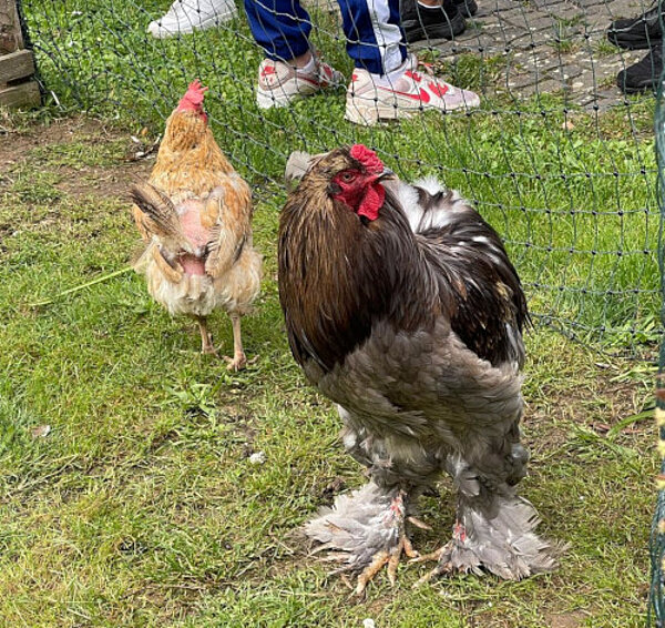 Raus aufs Land – Exkursion zum Hof Erbenheim