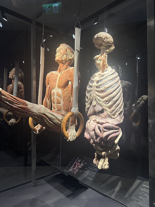 Zwei plastinierte Körper in einer Glasvitrine: links ein muskulöser Oberkörper, der an Turnringen hängt, rechts ein Präparat mit sichtbarem Rippenkorb, Organen und Gehirn; beide Exponate veranschaulichen Anatomie und Bewegungsapparat.