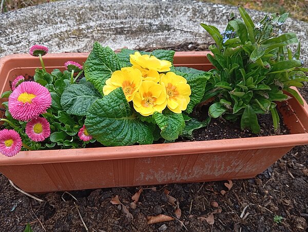 Vergissmeinnicht – Vergiss.mein.nicht!“– sachsenweite Pflanzaktion Alttext: Rechteckiger Blumentopf mit pinken Gänseblümchen (Bellis), gelben Primeln und blauen Vergissmeinnicht, aufgestellt im Garten auf dunkler Erde.