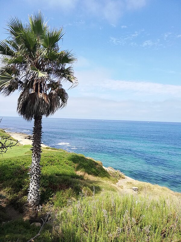Eine einzelne, hohe Palme mit einem dicken, rauen Stamm steht auf einer grünen, bewachsenen Klippe. Im Hintergrund erstreckt sich das ruhige, blaue Meer unter einem hellblauen Himmel mit wenigen, dünnen Wolken. Die Küstenlinie ist leicht zerklüftet und mit grünem Buschwerk bedeckt. Die Szene vermittelt eine friedliche Meereslandschaft in San Diego, Kalifornien.