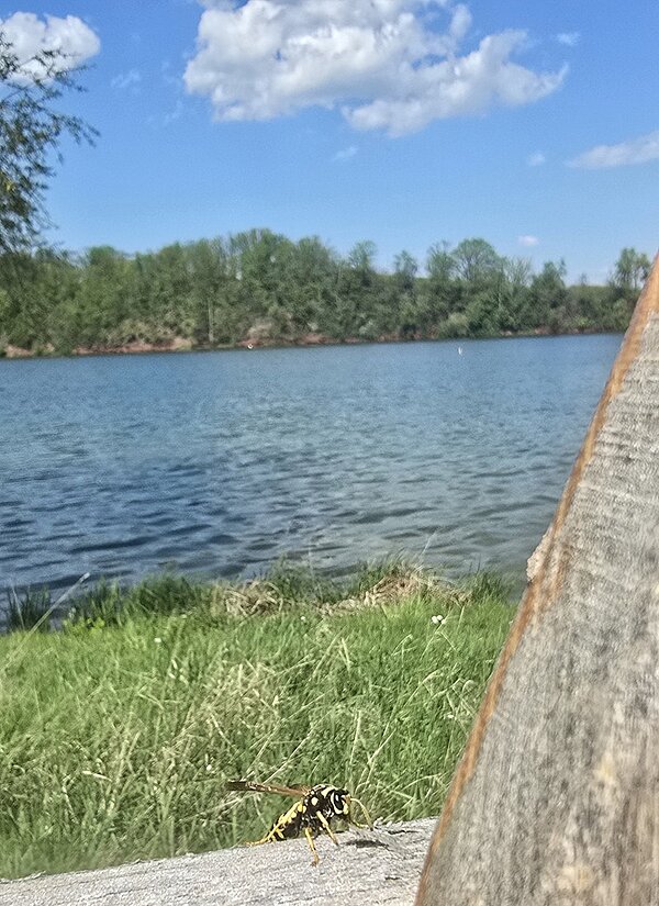 Pädagogik im Freien Wespe sitzt auf einem Holzbrett, im Hintergrund eine grüne Wiese und ein See, der Himmel ist strahlend blau mit Cumulus Wolken.