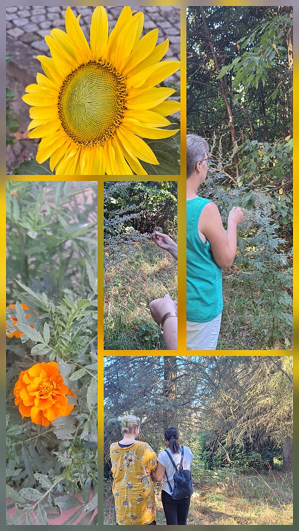 Fotocollage zum Thema Natur und Pflanzen mit einer großen Sonnenblume, einer orangefarbenen Blüte sowie mehreren Personen, die in einem bewachsenen Wald- und Wiesenbereich Pflanzen betrachten und erkunden.