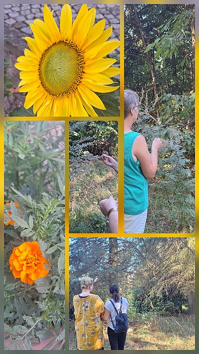 Fotocollage zum Thema Natur und Pflanzen mit einer großen Sonnenblume, einer orangefarbenen Blüte sowie mehreren Personen, die in einem bewachsenen Wald- und Wiesenbereich Pflanzen betrachten und erkunden.