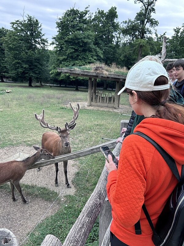 Auszubildende stehen am Gehege und schauen auf einen Hirsch mit großem Geweih.