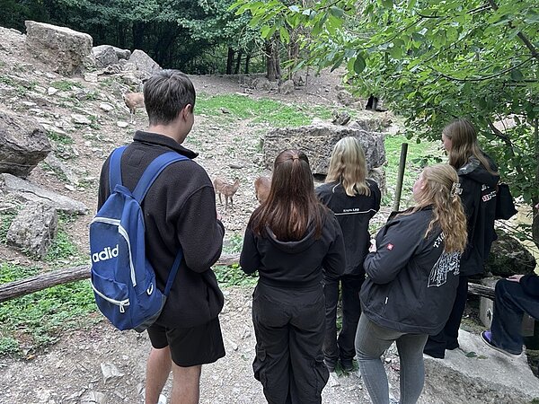 Die Auszubildenden beobachten Rehe im Wildpark.