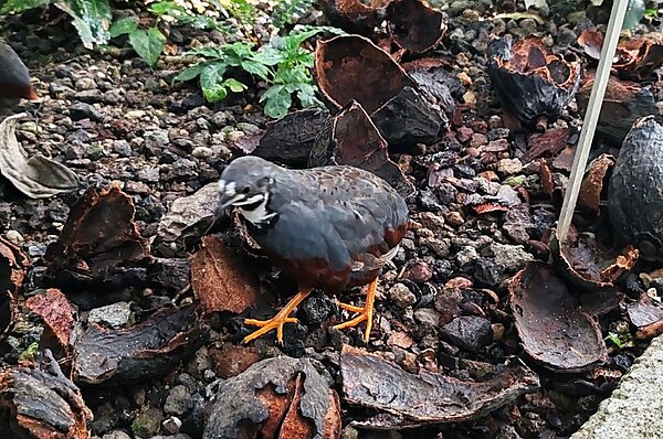 Exkursion in den Botanischen Garten Würzburg Ein kleiner Vogel steht auf einem mit Blättern bedeckten Boden in einem botanischen Garten.