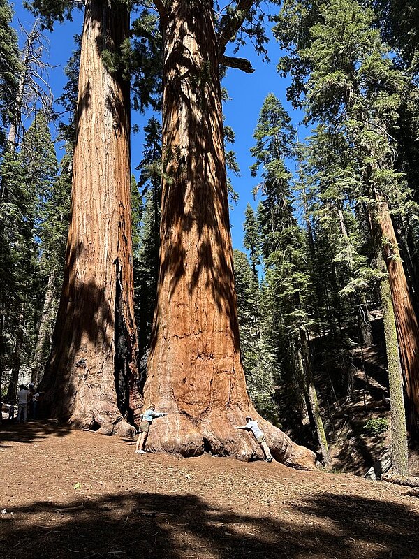 Zwei sehr große Mammutbäume stehen in einem sonnendurchfluteten Wald mit blauem Himmel. Vor den mächtigen, braunen Baumstämmen stehen zwei junge Frauen, die jeweils einen Baumstamm mit ausgestreckten Armen umarmen. Die Frauen tragen helle, sportliche Kleidung und wirken im Vergleich zu den Bäumen sehr klein. Im Hintergrund sind weitere hohe Nadelbäume zu sehen, die den Wald dicht erscheinen lassen. Der Boden ist mit trockenem Laub und Erde bedeckt. Die Szene vermittelt die beeindruckende Größe der Mammutbäume im Rahmen eines Auslandsaufenthaltes einer Auszubildenden an der Euro Akademie Bamberg in San Diego, Kalifornien.