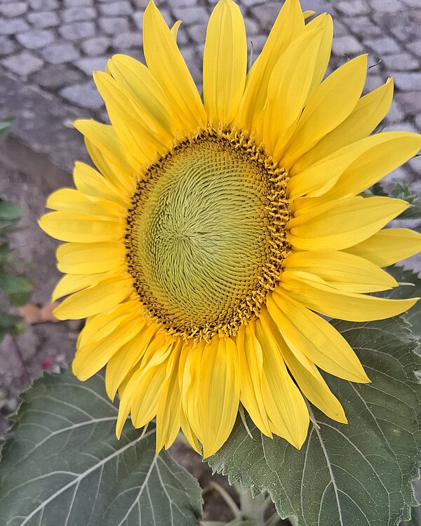 Nahaufnahme einer großen, leuchtend gelben Sonnenblume mit grünen Blättern im Hintergrund.