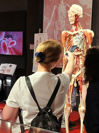 Eine Person fotografiert ein anatomisches Modell im Plastinarium Guben, das die Muskeln und Organe des menschlichen Körpers zeigt.
