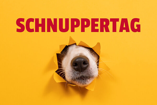 Ein Hund steckt seine Schnauze durch ein zerrissenes, gelbes Papierloch. Im Vordergrund ist die schwarze Nase und der Mund des Hundes mit weißen Schnurrhaaren zu sehen. Über dem Hund steht in großen, roten Buchstaben das Wort 'SCHNUPPERTAG' auf gelbem Hintergrund.
