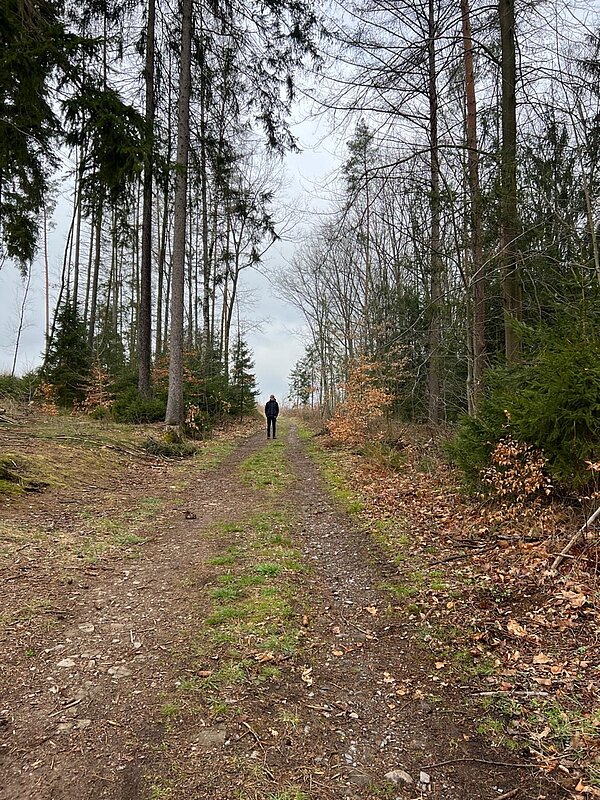 Ein Waldweg, den rechts und links Nadelbäumen unterschiedlicher Größe säumen. In etwas Entfernung steht auf diesem Weg ein Schüler in dunkler Kleidung, die Hände in den Taschen. Das Wetter ist trüb.