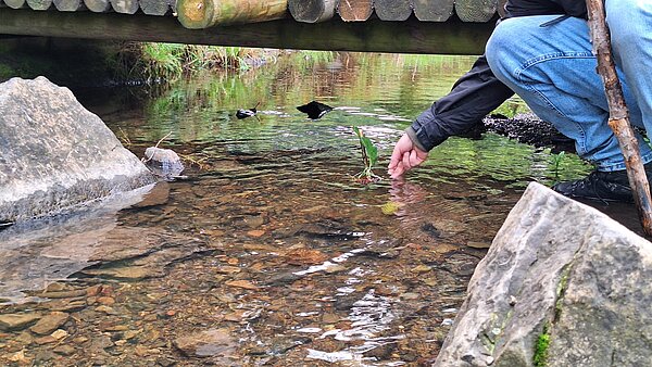 Ein Mann hockt an einem Bach unter einer kleinen Holzbrücke und taucht seine Hand ins klare Wasser, das von Steinen umgeben ist.