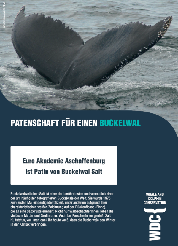 Euro Akademie Aschaffenburg übernimmt Patenschaft eines Buckelwals Patenschaftsurkunde