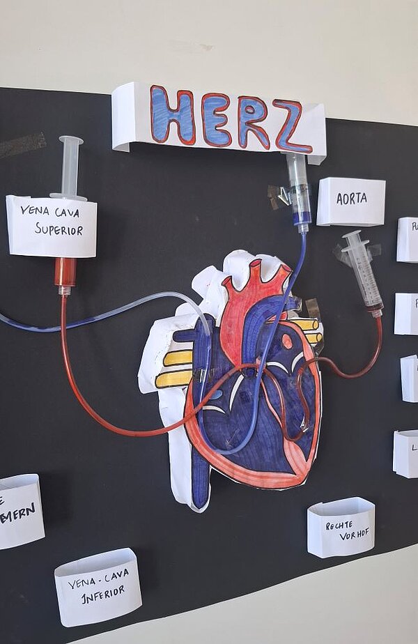 Ein selbstgebasteltes Modell des menschlichen Herzens mit Beschriftungen wie 'Vena Cava Superior', 'Aorta', 'Rechte Vorhof' und weiteren anatomischen Bezeichnungen. Das Herz ist farbig gestaltet und mit Spritzen und Schläuchen verbunden, die den Blutfluss symbolisieren.
