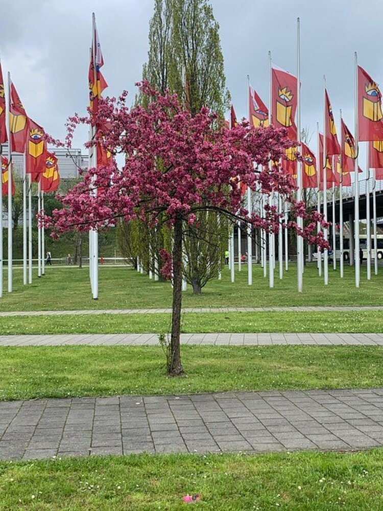 Hurra – endlich wieder Frühling und Buchmesse