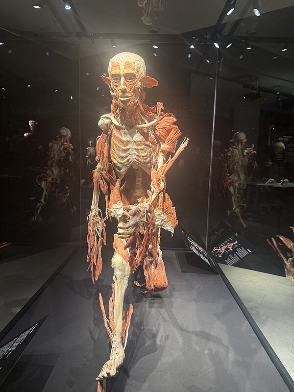 Präparierter menschlicher Körper in einer Glasvitrine, bei dem Muskeln, Sehnen und Teile des Skeletts freigelegt sind; die Figur schreitet nach vorn und zeigt anschaulich den Aufbau der Muskulatur.
