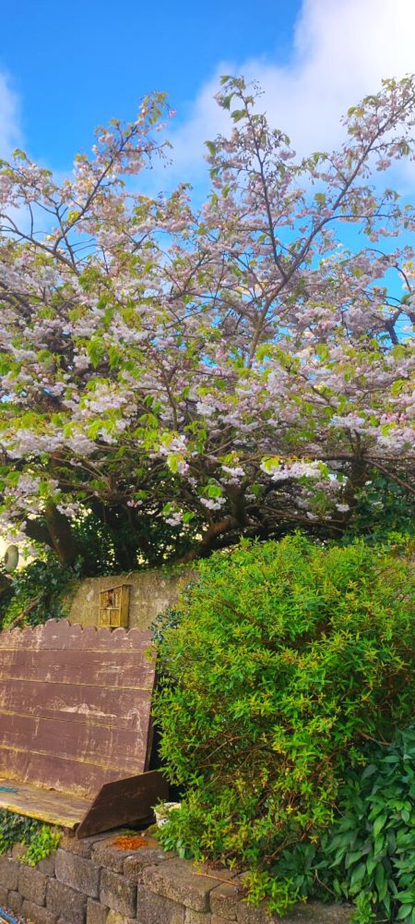 Ein blühender Baum, vermutlich ein Kirschbaum, mit rosa und weißen Blüten vor blauem Himmel und hinter einer Mauer. Im Vordergrund ist ein grüner Busch zu sehen.