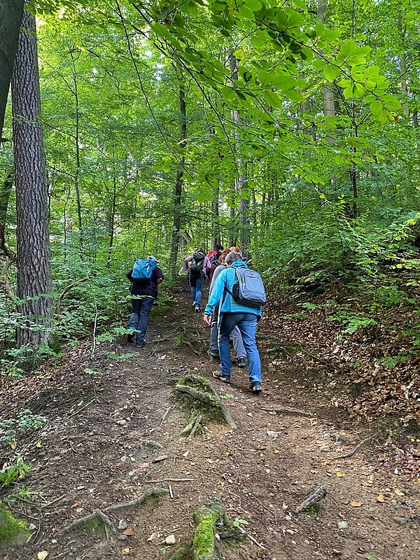 Mitarbeitende wandern durch den grünen Wald der Dresdner Heide.