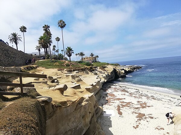 Küstenlandschaft in San Diego, Kalifornien, mit einer felsigen Klippe aus hellgelbem Sandstein, die sich entlang eines weißen Sandstrands erstreckt. Im Hintergrund sind mehrere schlanke Palmen zu sehen, die sich vor einem blauen Himmel mit vereinzelten Wolken erheben. Am oberen Rand der Klippe befinden sich einige Gebäude und ein grüner Rasenbereich. Am Strand ist eine einzelne Person zu erkennen, die sich nach vorne beugt und den Sand berührt. Das Meer zeigt eine ruhige, blaue Wasseroberfläche mit kleinen Wellen, die an den Strand rollen.