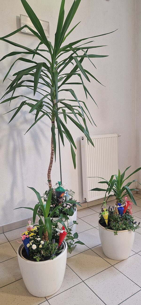 Drei große Zimmerpflanzen in weißen Töpfen stehen in einem Flur und sind mit kleinen bunten Schultüten und Blumen zum Schulstart dekoriert.