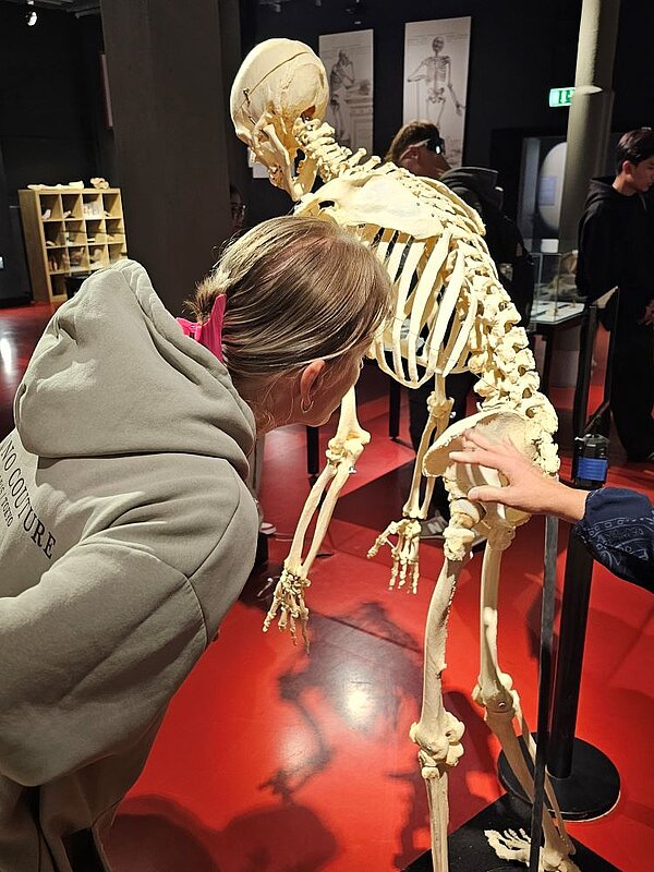 Anatomie hautnah erlebt – Ein unvergesslicher Ausflug ins Plastinarium! Eine Auszubildende der Euro Akademie Görlitz untersucht ein Skelettmodell im Plastinarium Guben. Das Modell zeigt detailliert die Knochenstruktur des menschlichen Körpers.