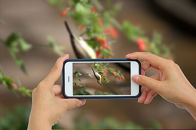 Zwei Hände halten ein Smartphone, mit dem ein kleiner Vogel fotografiert wird, der an roten Blüten hängt. Der Vogel ist auf dem Bildschirm deutlich zu erkennen, während der Hintergrund unscharf bleibt.