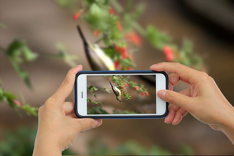 Exkursion zur heimischen Vogelwelt – Vielfalt entdecken und verstehen Zwei Hände halten ein Smartphone, mit dem ein kleiner Vogel fotografiert wird, der an roten Blüten hängt. Der Vogel ist auf dem Bildschirm deutlich zu erkennen, während der Hintergrund unscharf bleibt.