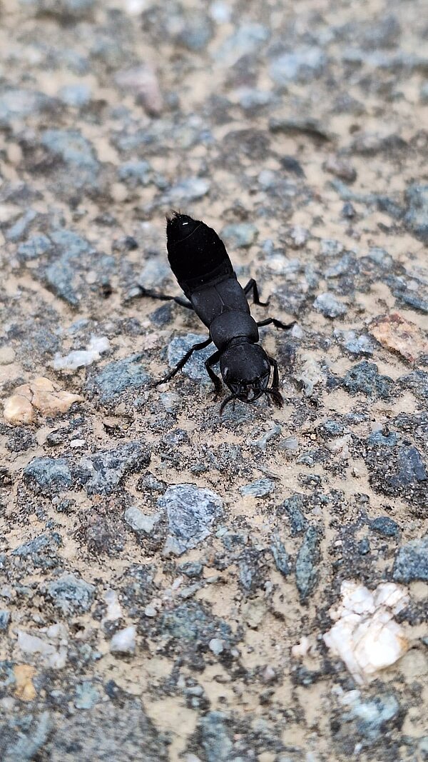 Nahaufnahme eines großen schwarzen Käfers auf einem steinigen Boden, dessen Körper glänzt und der sich in Richtung Kamera bewegt.