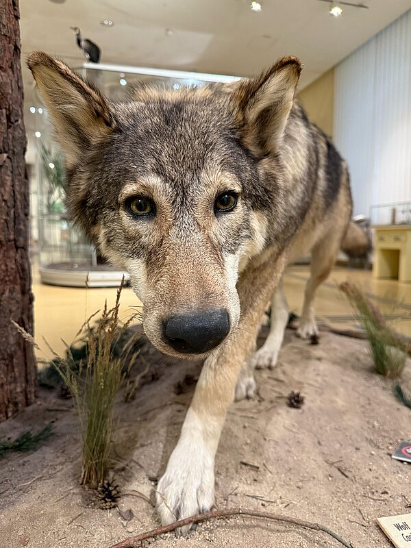 Praktische Übung zur Gesprächsführung: Ein Erfahrungsbericht aus dem Senckenberg Museum Nahaufnahme eines ausgestopften Wolfs in einer naturgetreuen Diorama-Umgebung. Der Wolf blickt direkt in die Kamera, während im Hintergrund andere Exponate eines Museums sichtbar sind.