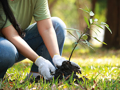 Eine Person kniet auf einem grünen Rasen in einem Park oder Garten und pflanzt einen kleinen Baum. Die Person trägt ein hellgrünes T-Shirt, eine blaue Jeans und weiße Handschuhe. Mit beiden Händen hält sie den Wurzelballen des Baumes, der in feuchter Erde platziert ist. Der Baum hat kleine, grüne Blätter und wirkt frisch gepflanzt. Im Hintergrund sind unscharf weitere Bäume und Grünflächen zu erkennen. Die Atmosphäre wirkt naturnah, engagiert und nachhaltig.