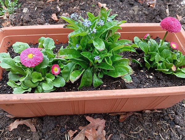 Vergissmeinnicht – Vergiss.mein.nicht!“– sachsenweite Pflanzaktion Alttext: Ein weiterer rechteckiger Blumentopf mit rosa Gänseblümchen und blauen Vergissmeinnicht in frischer Gartenerde.