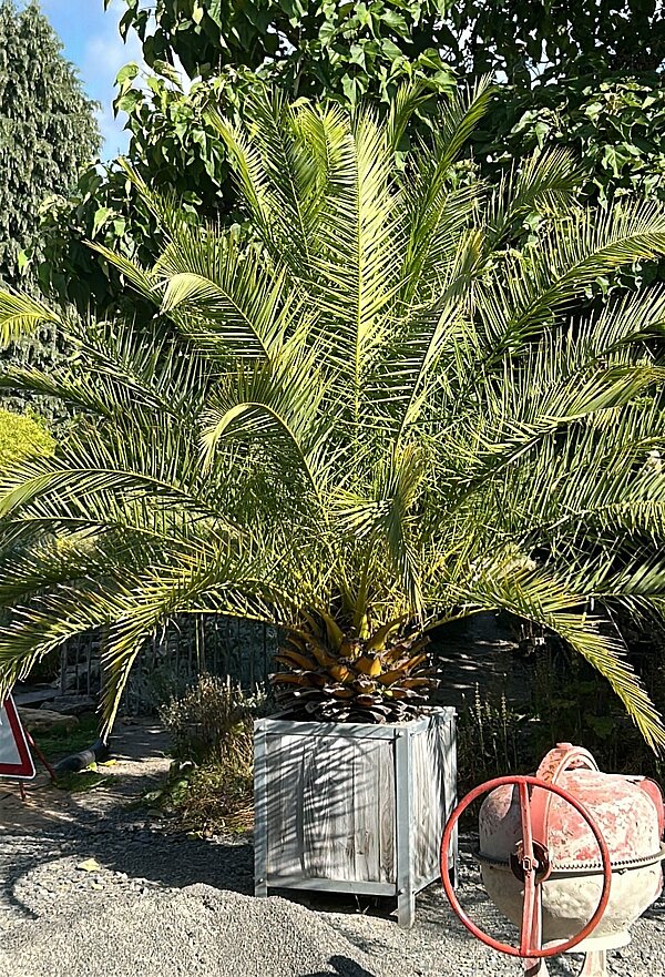 Exkursion in den Botanischen Garten Würzburg Eine große Palmenpflanze in einem quadratischen Holzkübel steht im Freien, daneben ein alter Zementmischer.
