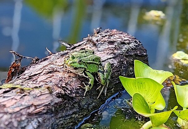 Exkursion in den Botanischen Garten Würzburg Ein Frosch sitzt auf einem Baumstamm, der teilweise im Wasser liegt, umgeben von grünen Pflanzen.